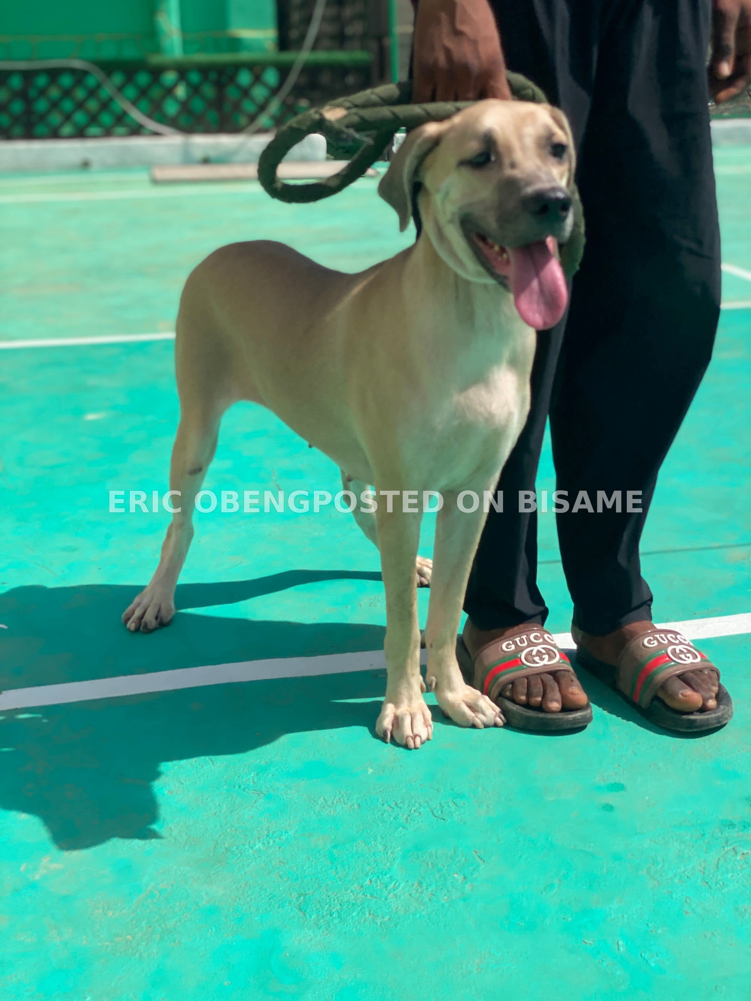 Mixed Breed Female Boerboel Dog 