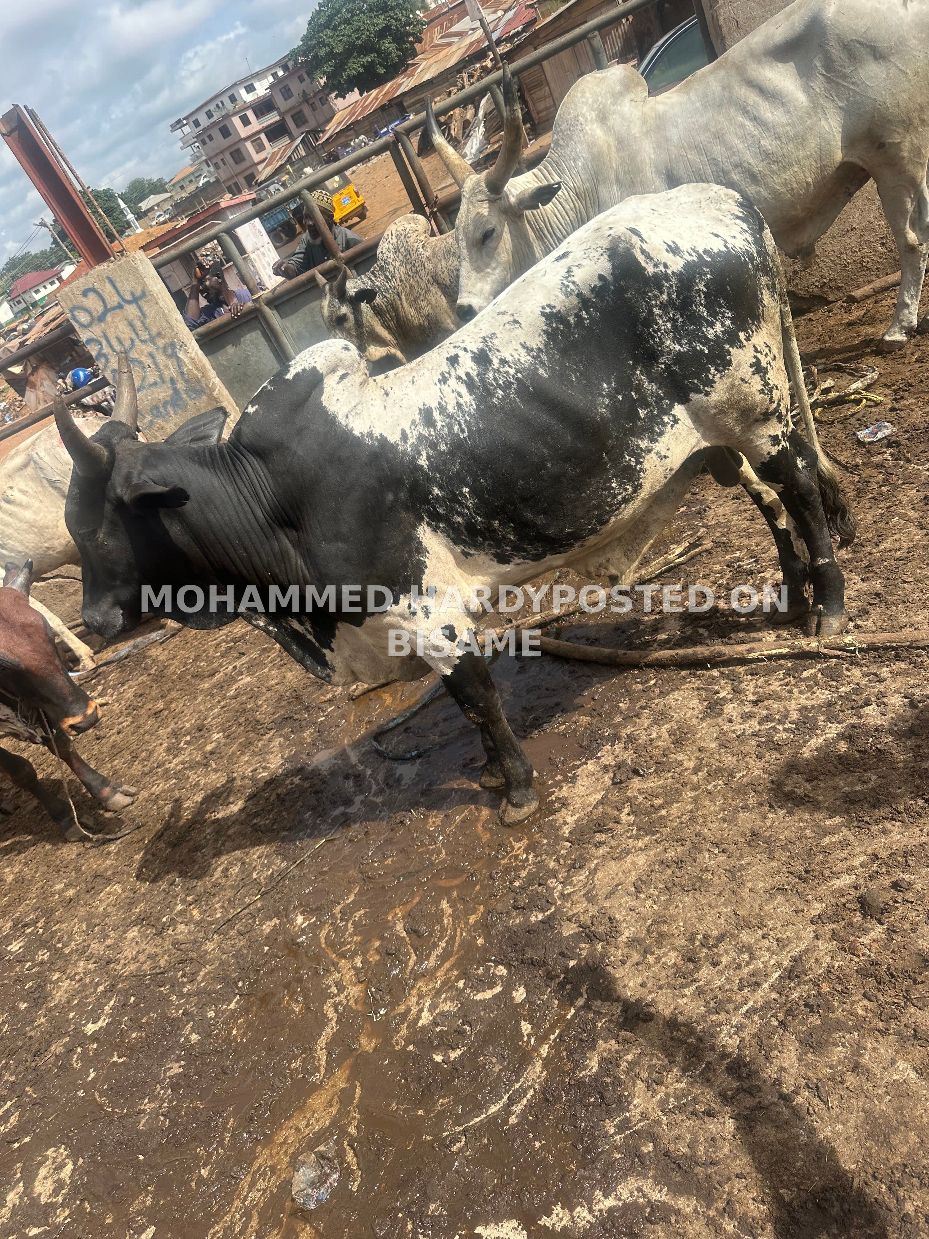 Cow For Sale