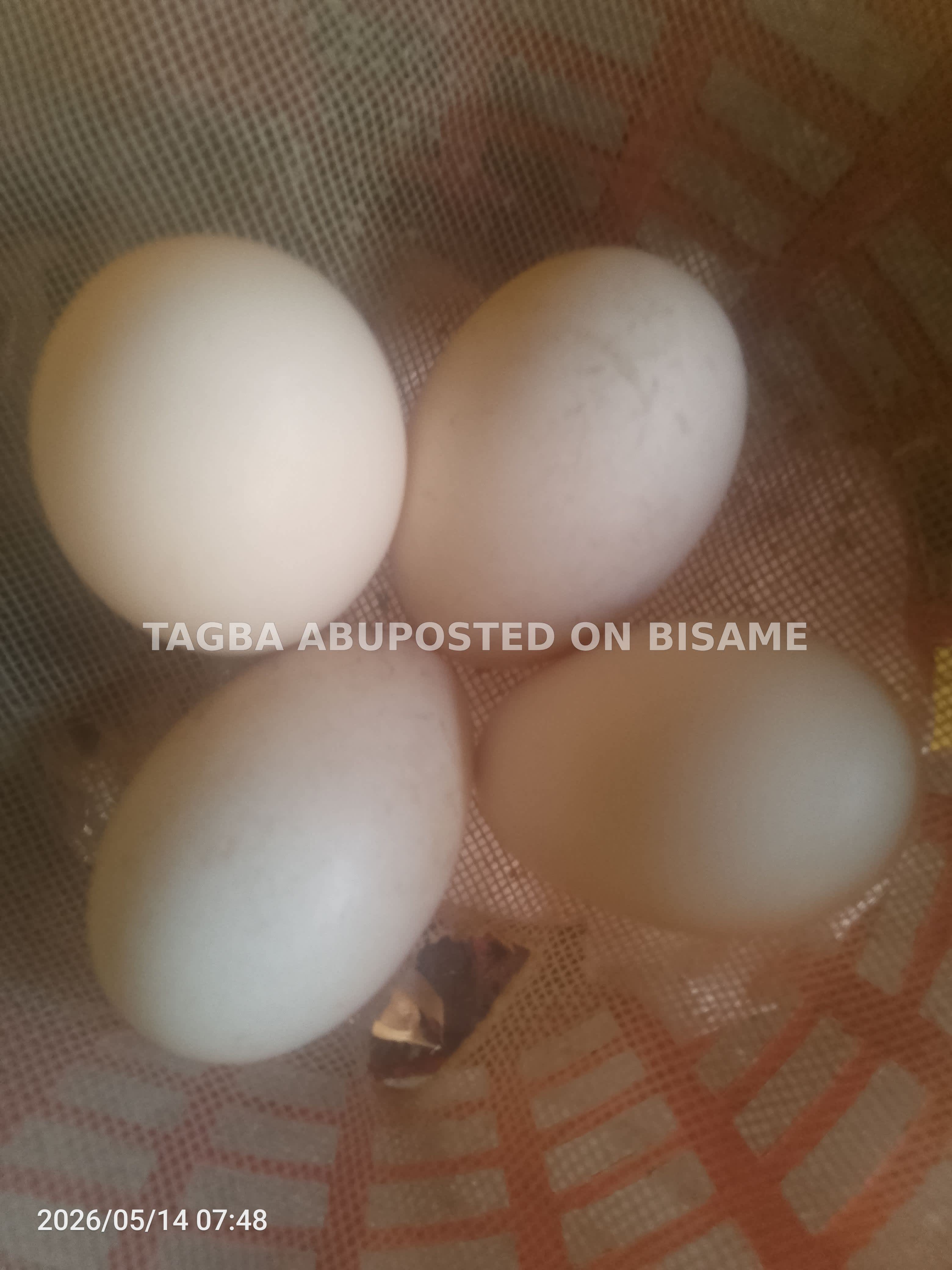 Guinea fowl and local hen eggs for sell