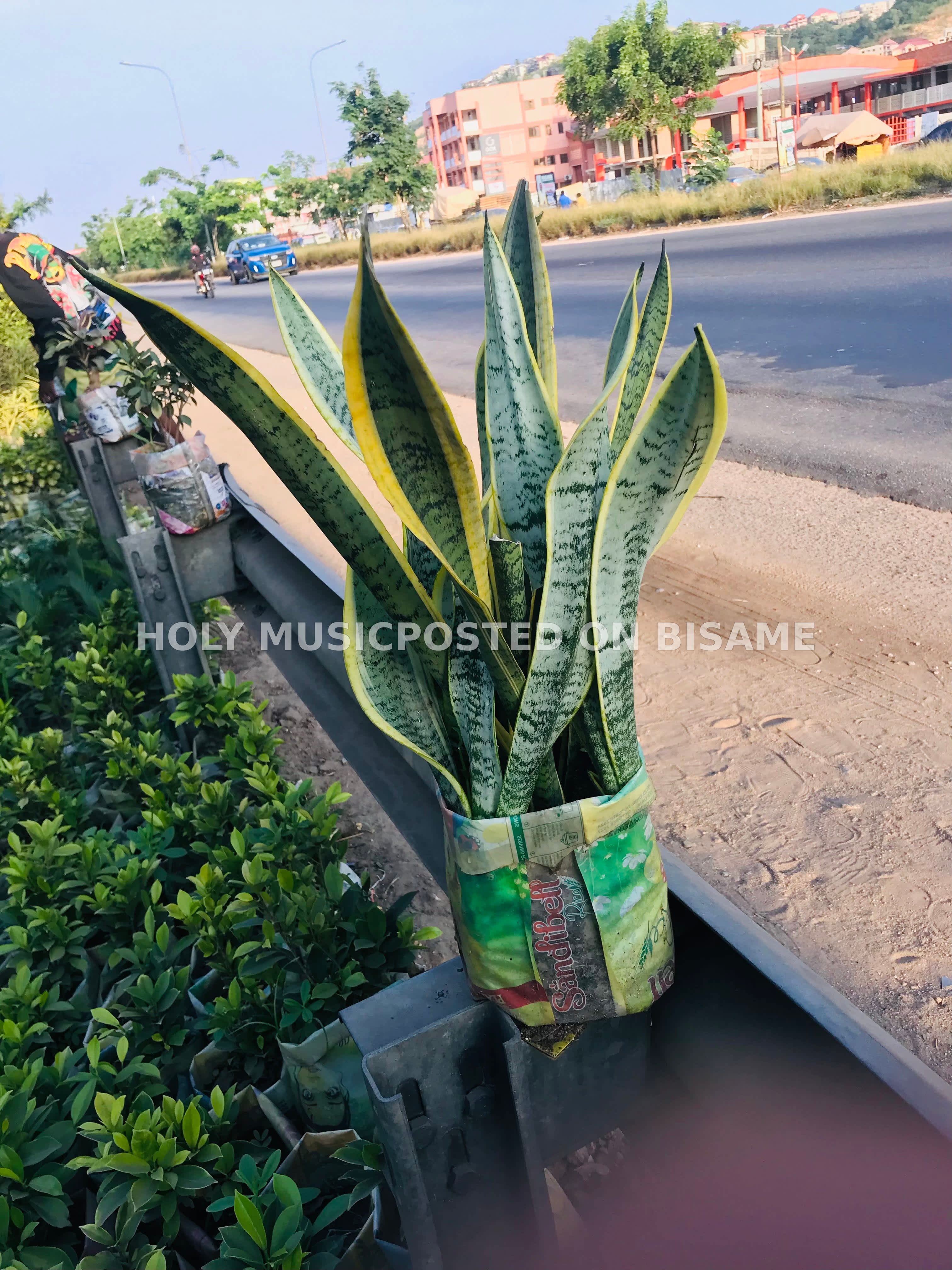 Lucky plant, Ruffled Fan Palm, Traveller's Palm