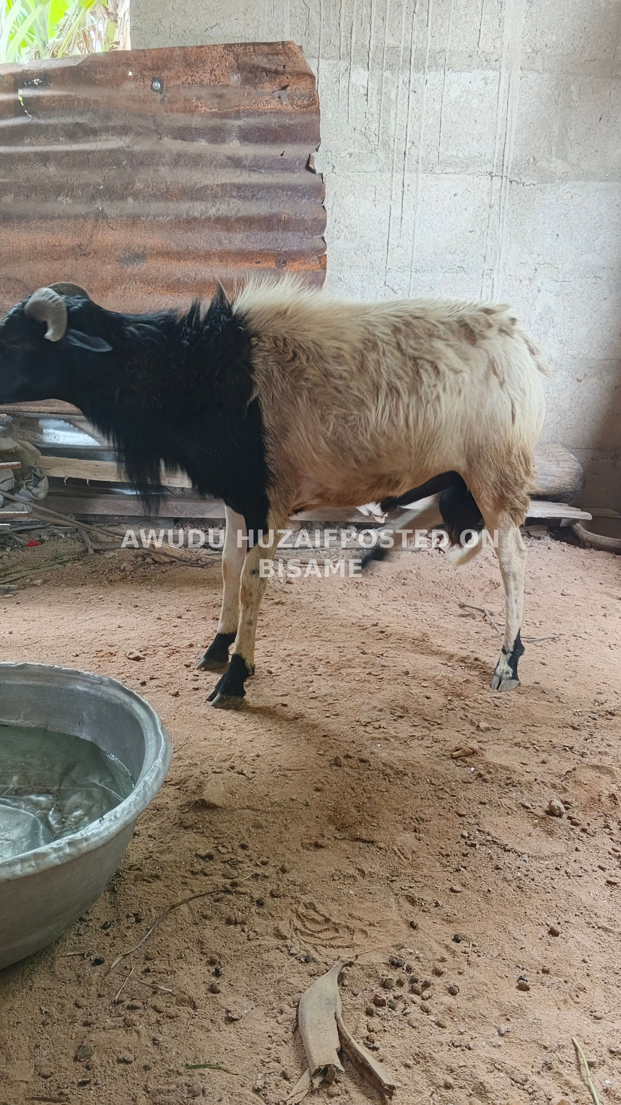 Sheep for sale