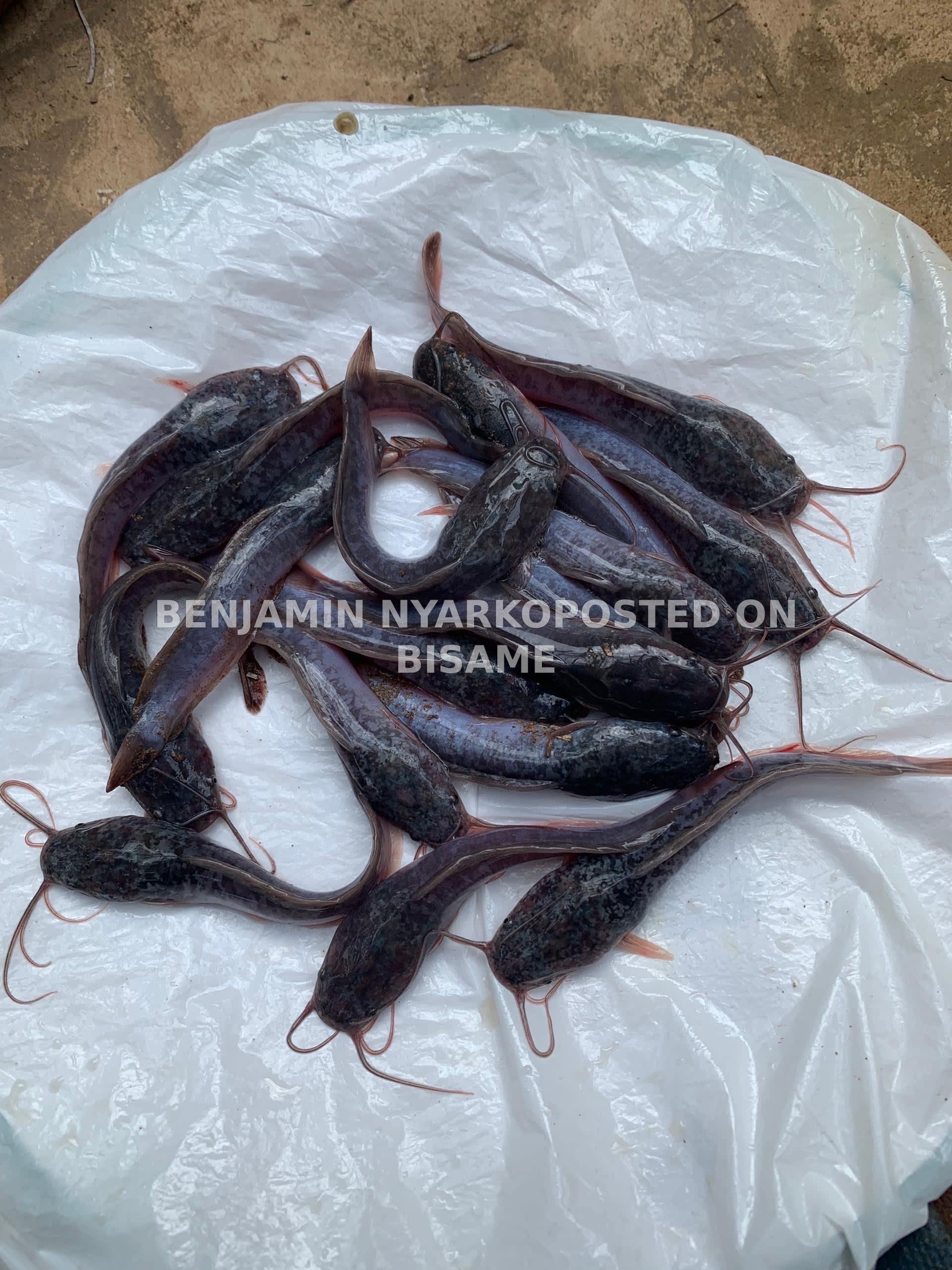 Catfish