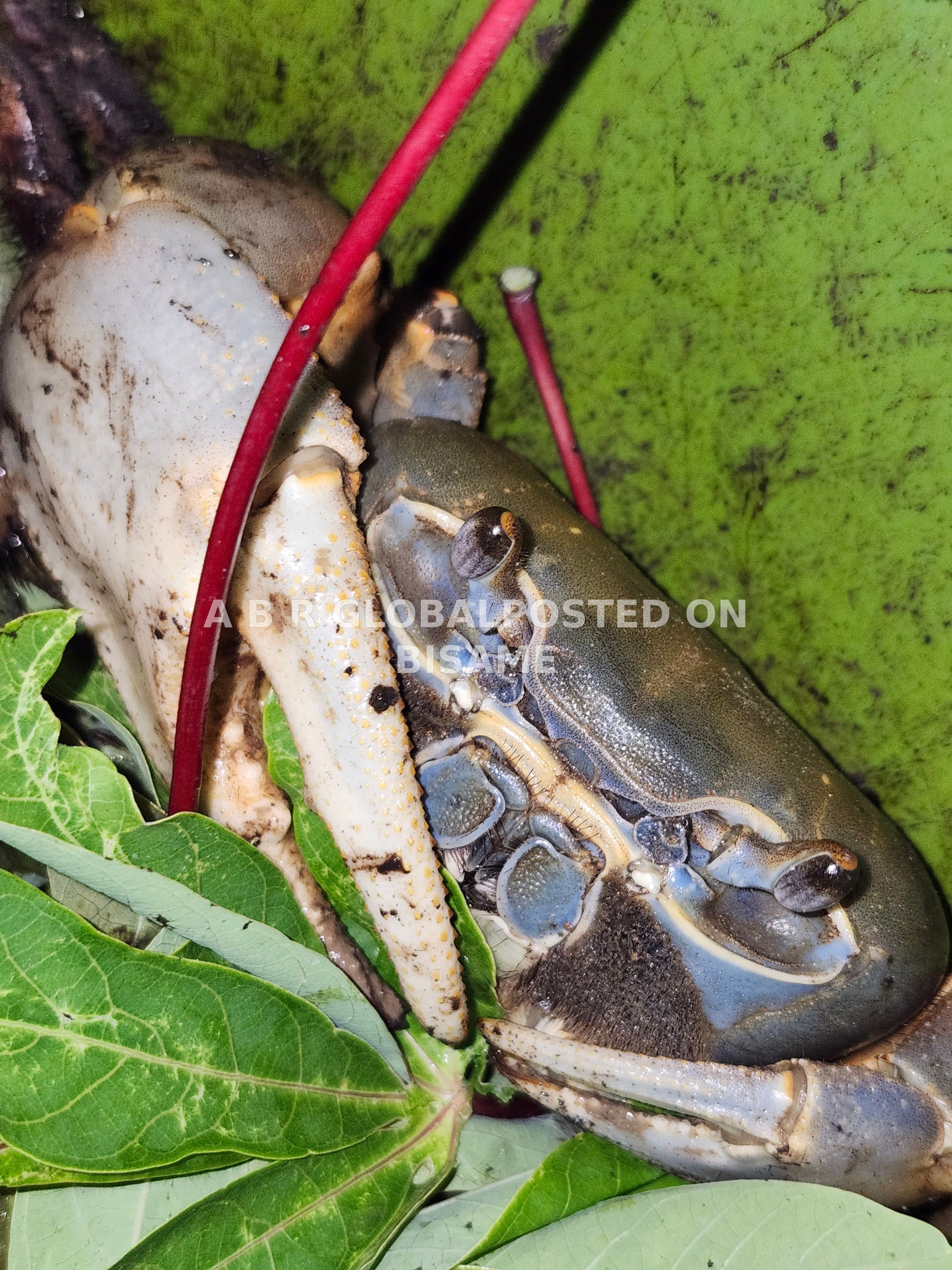 Crabs