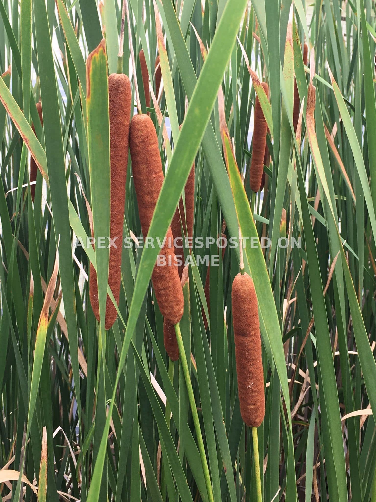 Typha and Cyperus alternifolius or Umbrella plant
