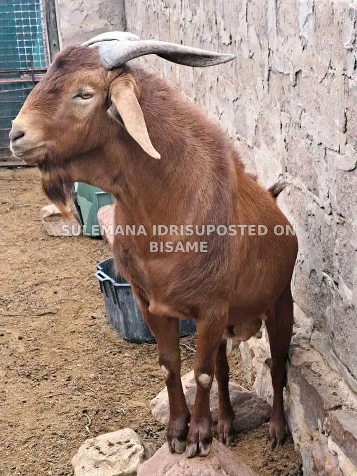 Strong Goats