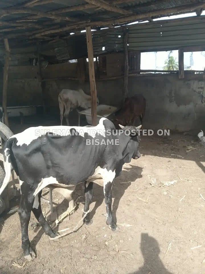 Cows