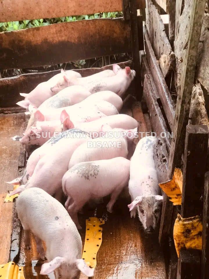 Pigs