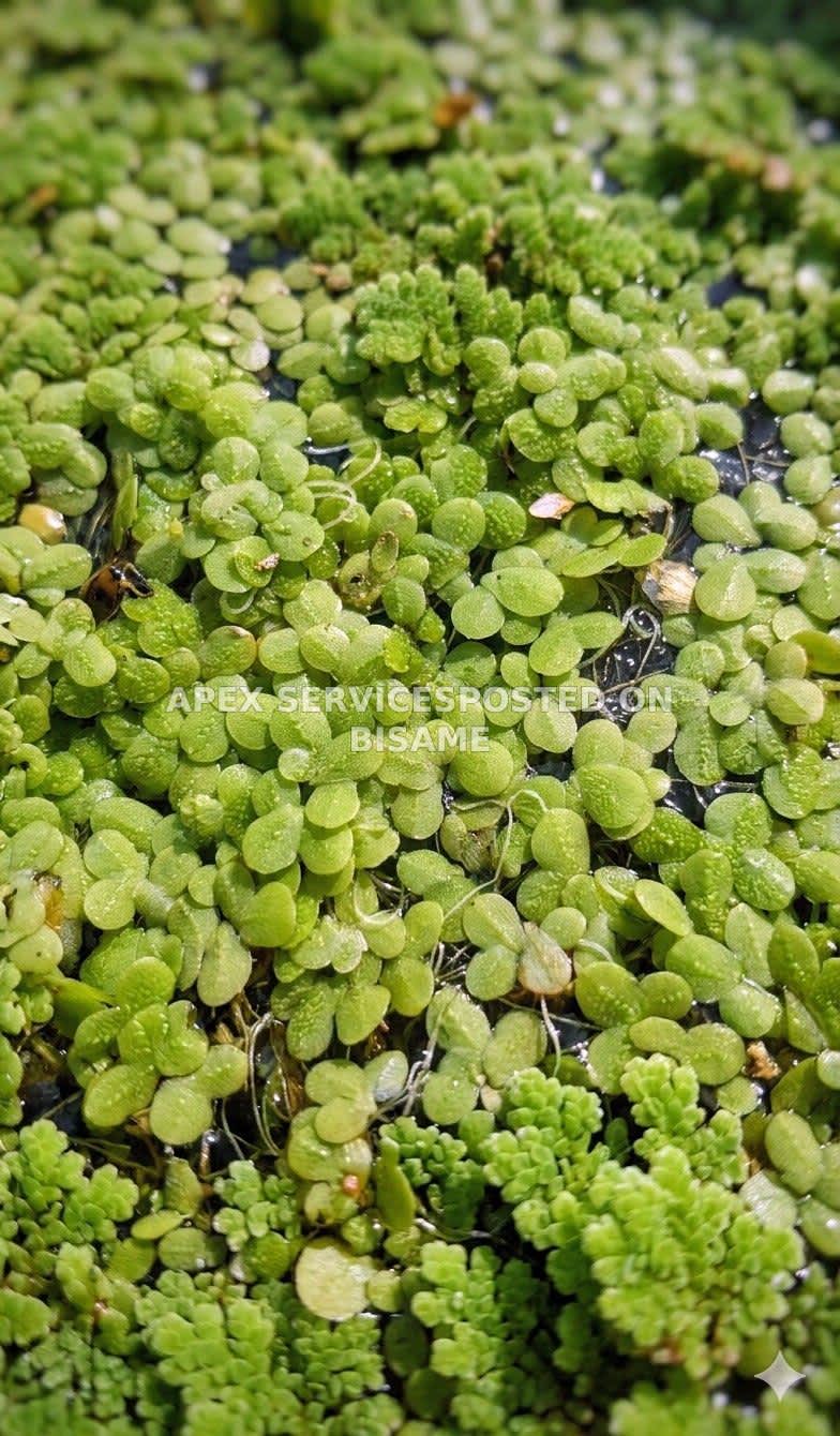 Duckweed mix Azolla Feed base only