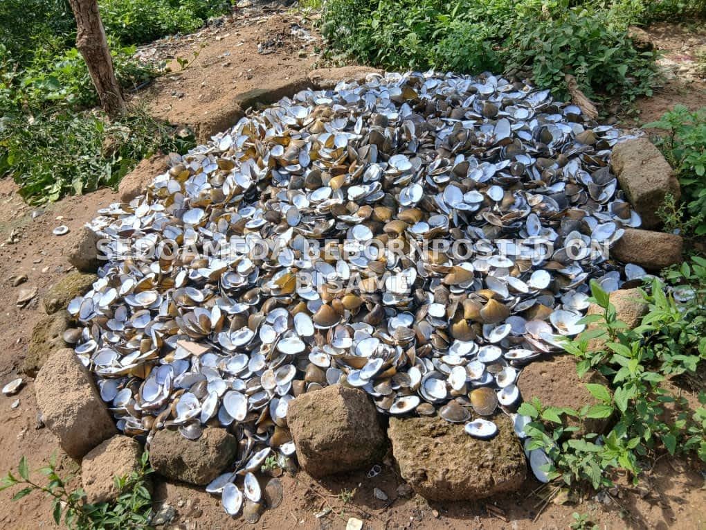 Oyster Shells