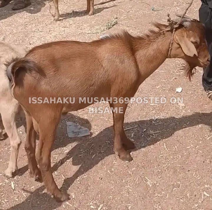 Goats for sale