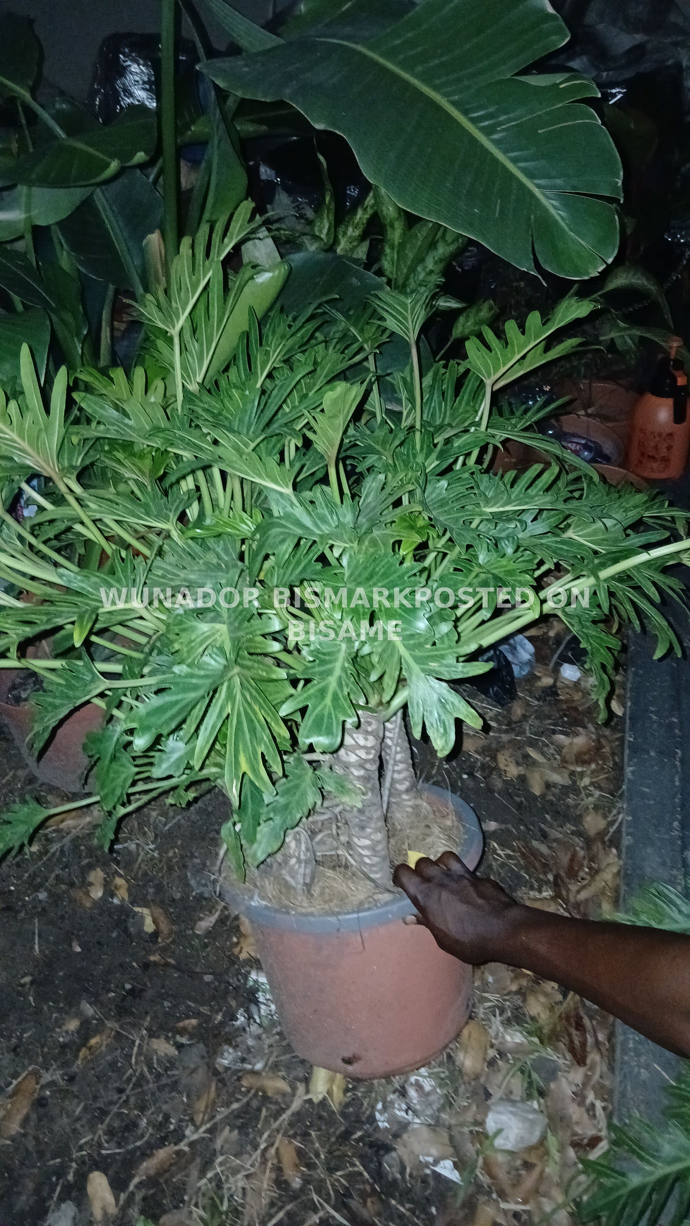 Professional Gardner