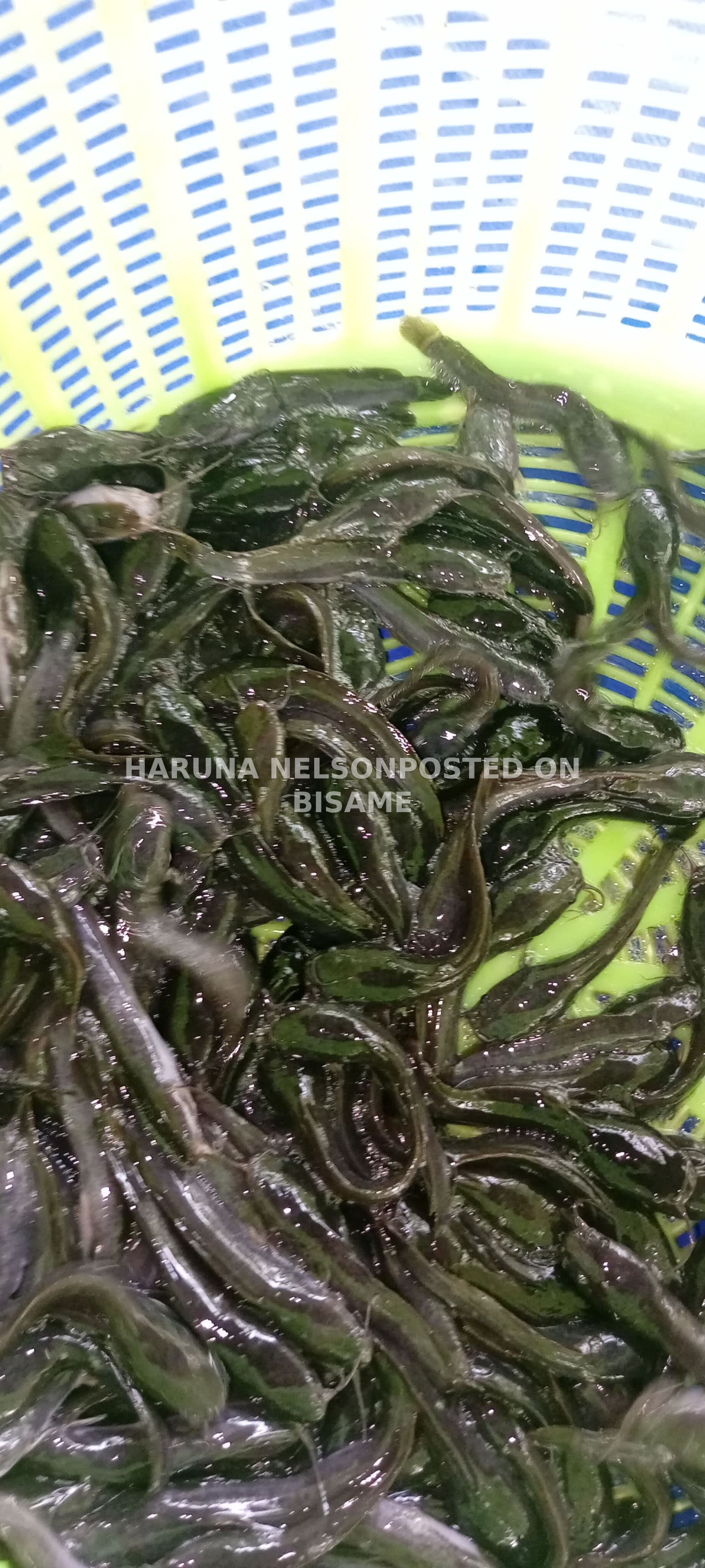 GREEN AQUA Farms