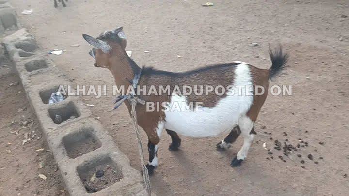 Nice Female Goats for sale 