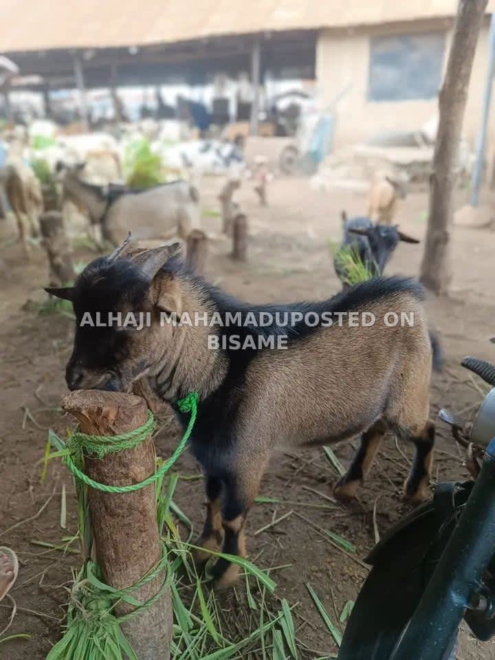 Nice Boer Goat For Sale