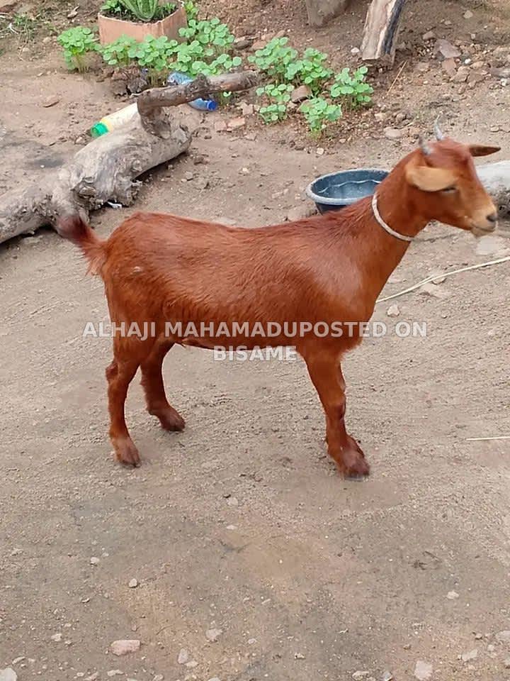 Female Goats