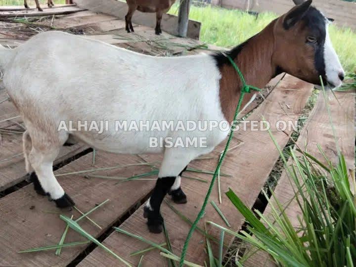 Nice Female Goats 