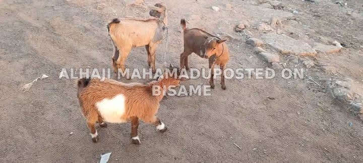  Female Goats 