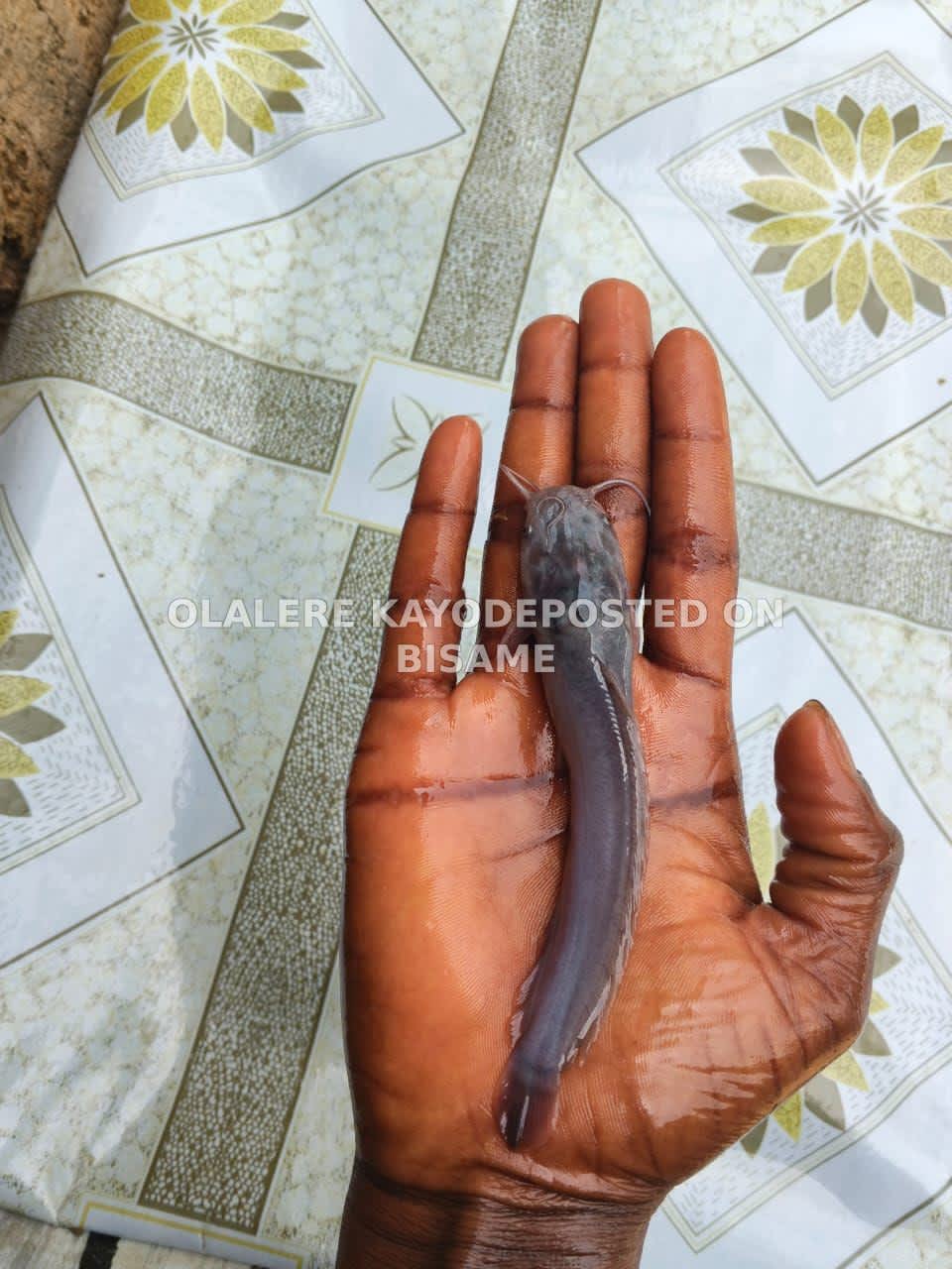 Catfish Juveniles