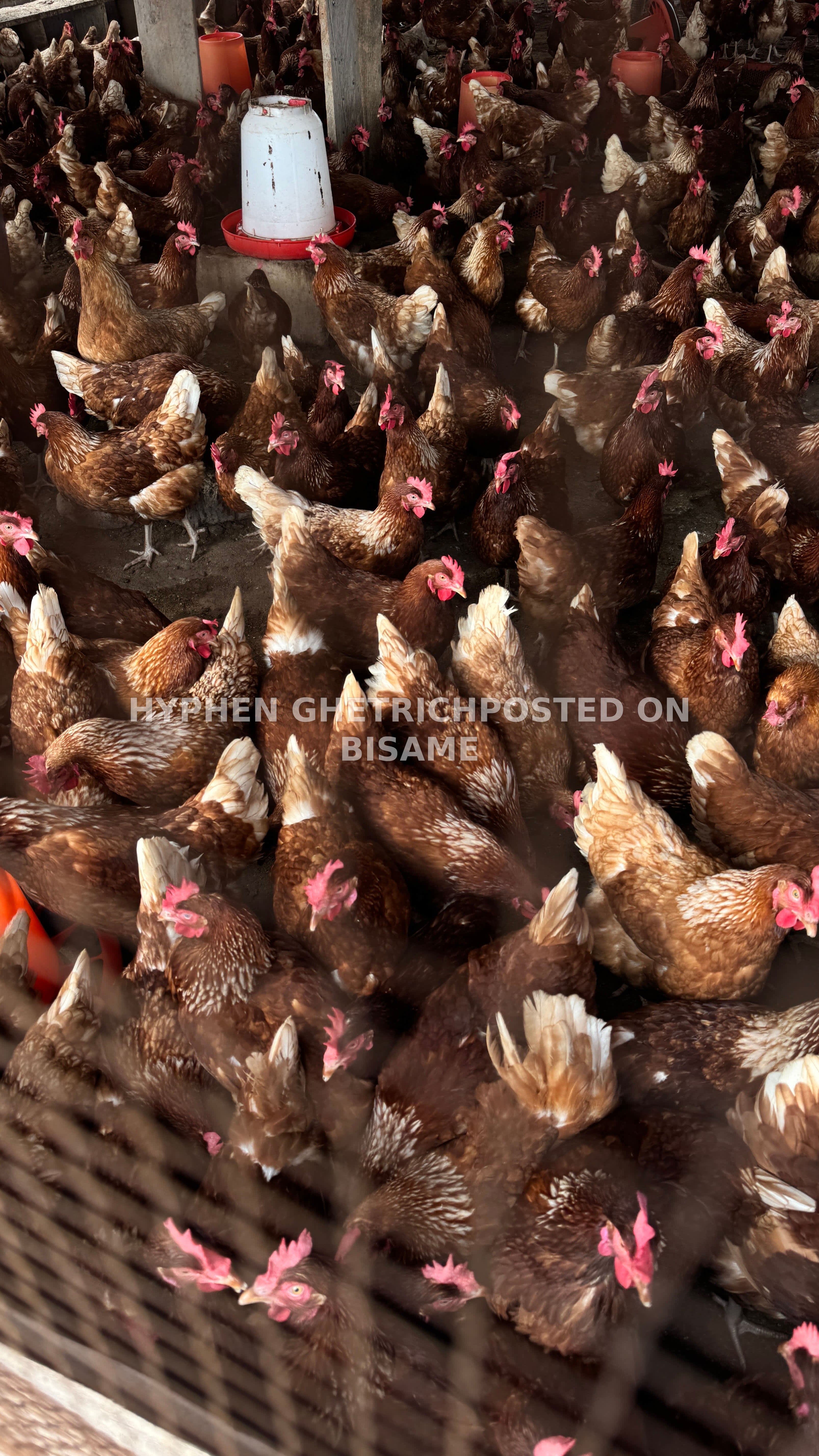 Chickens and eggs available for sale