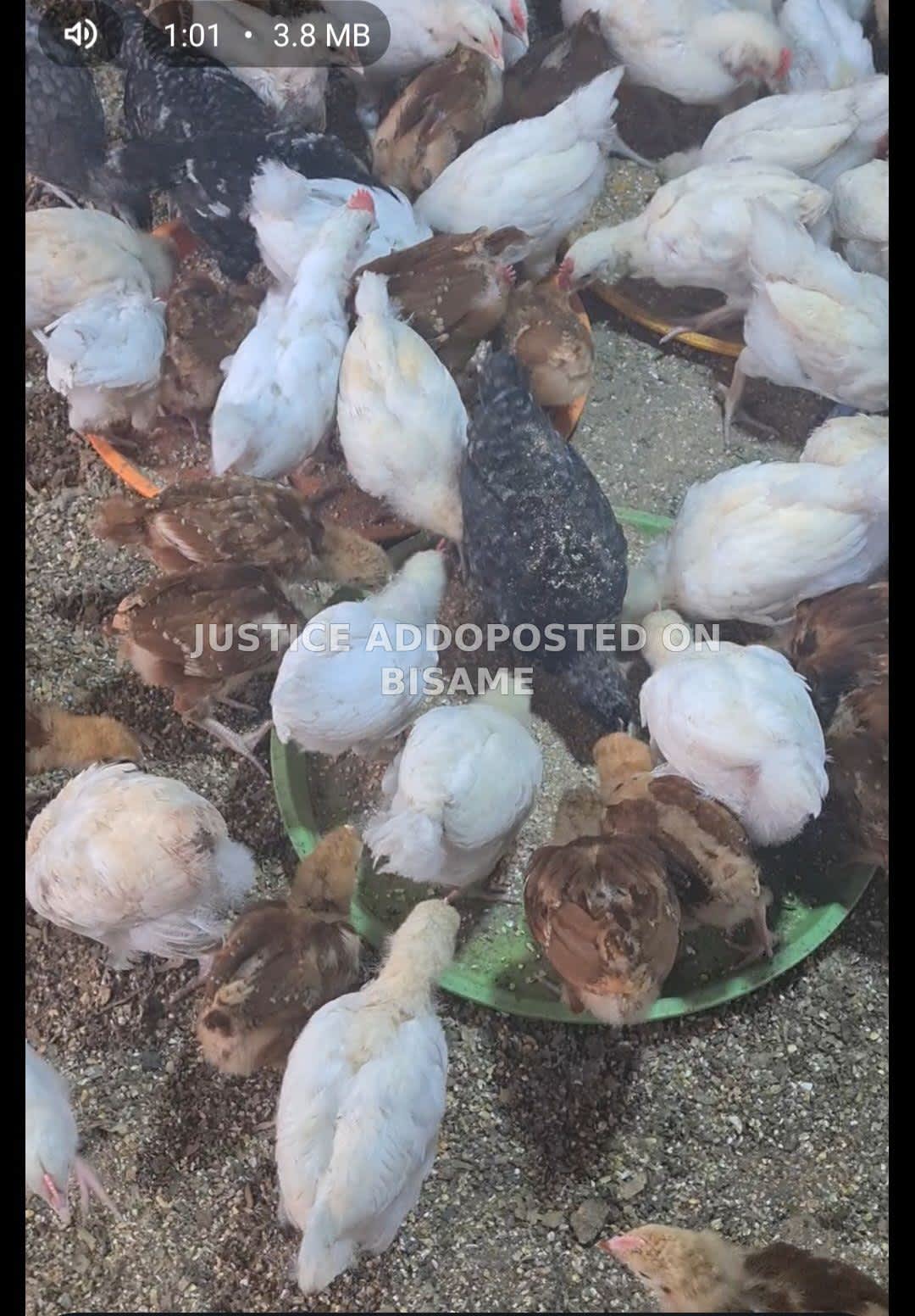 chicken