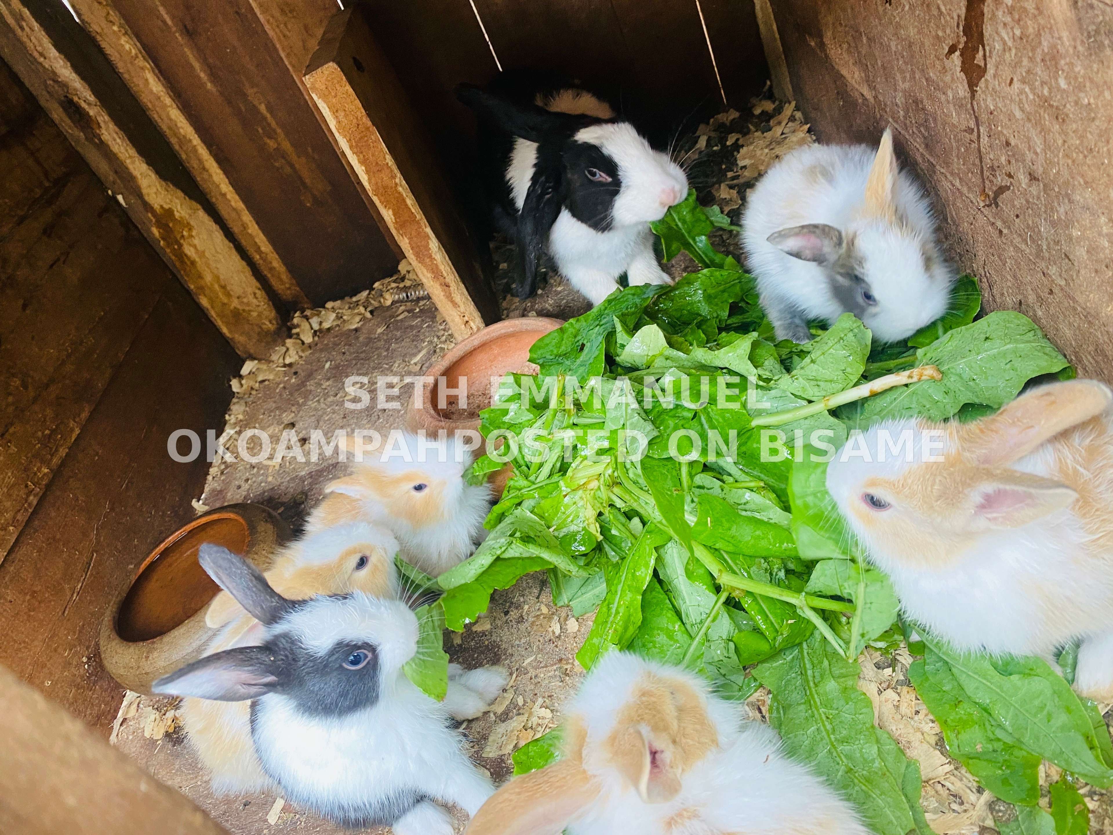 Rabbits