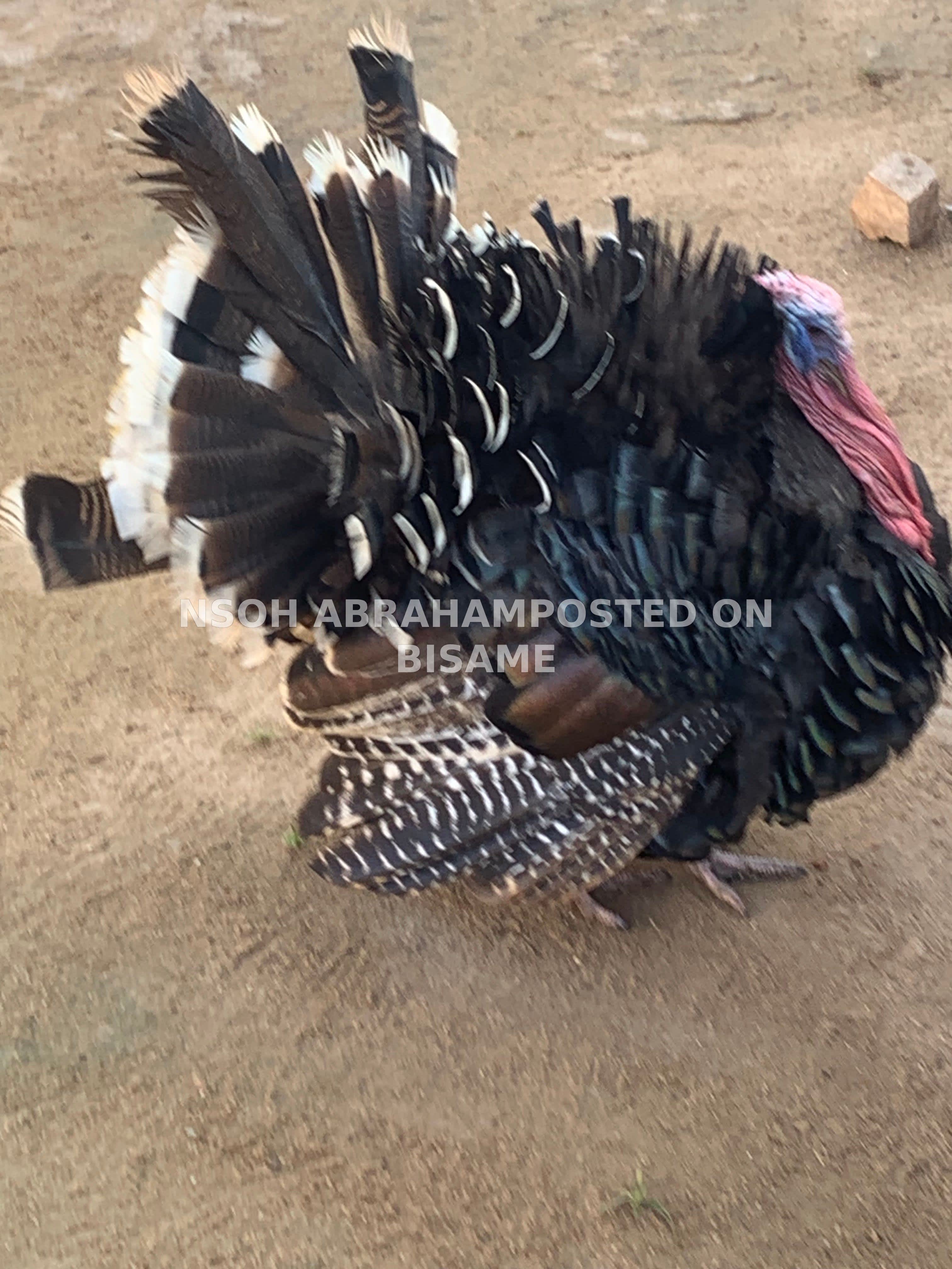 Turkeys