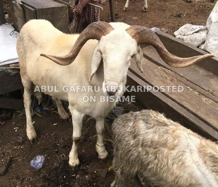Male Sheep For Sale