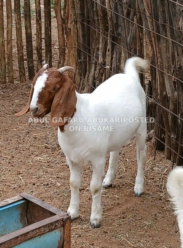 Boer Goat For Sale