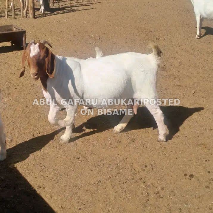 Females Goat For Sale