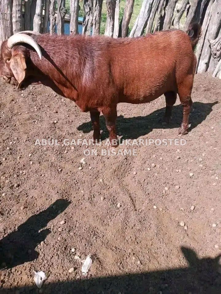 Healthy Boear Goat 