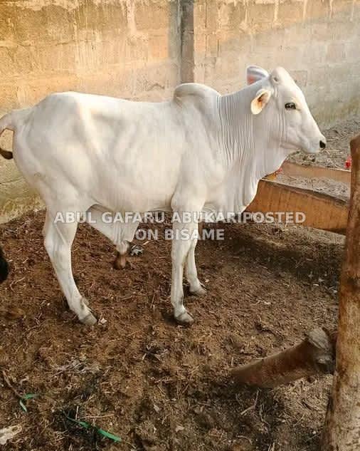 Nice Gudali Cows 