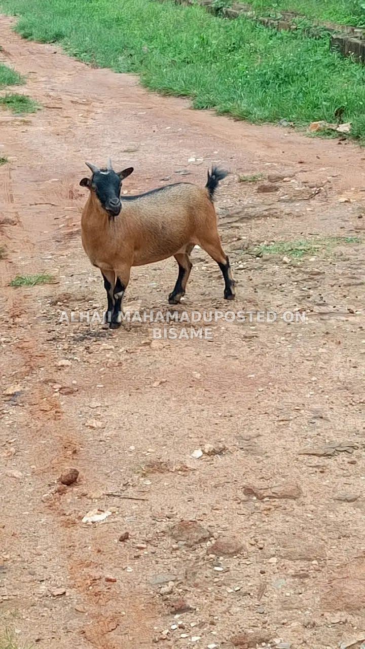 Healthy Goat For Sale 