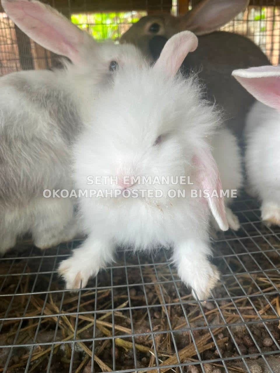 Healthy Rabbit For Sale