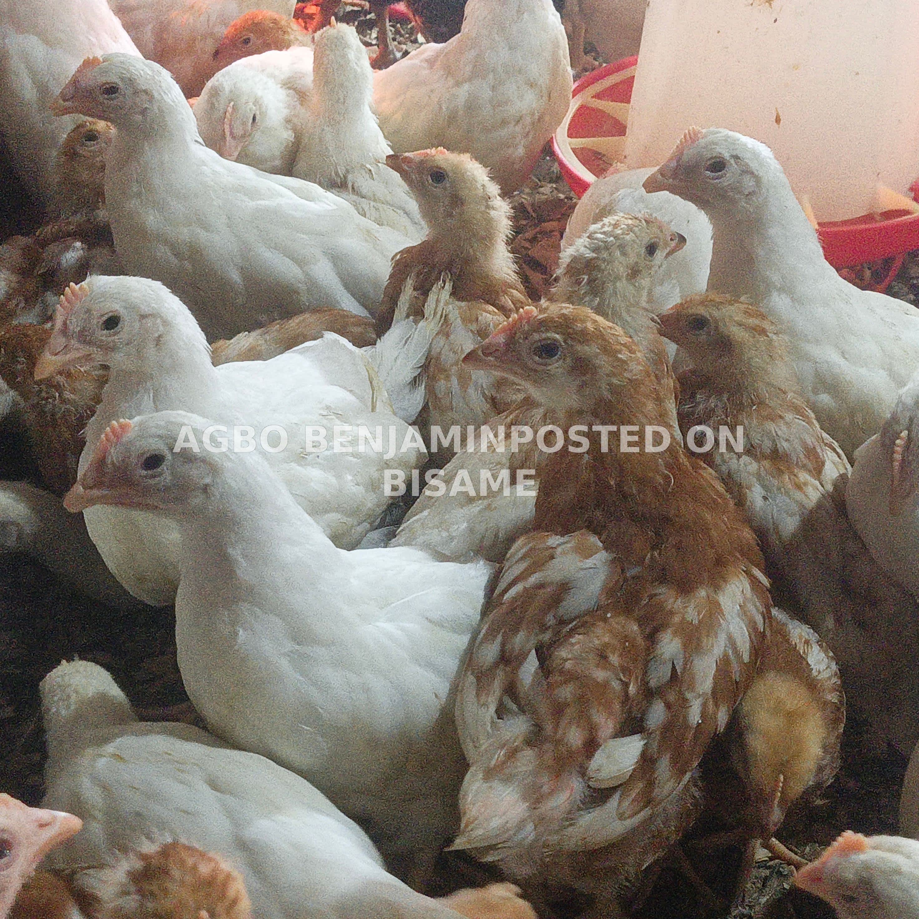 Well vaccinated six week commercial layers for sale
