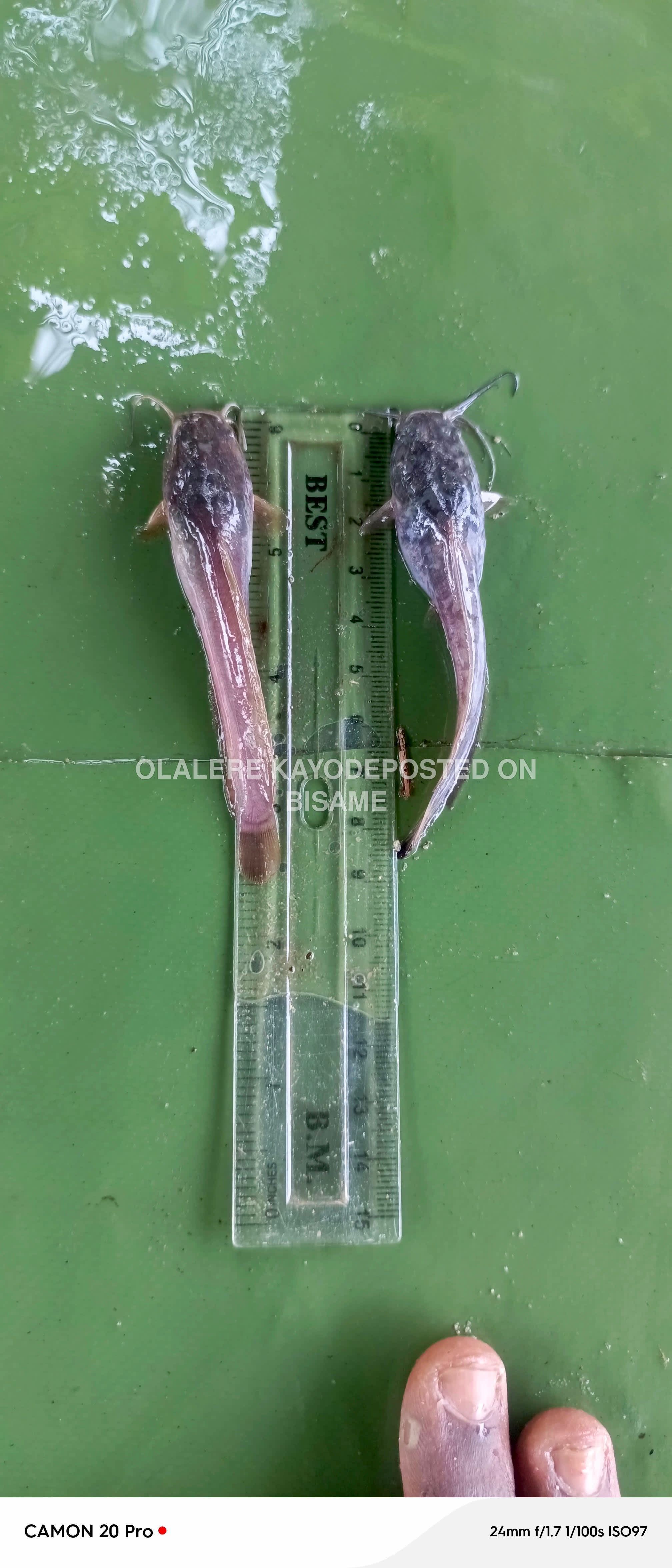 catfish fingerlings