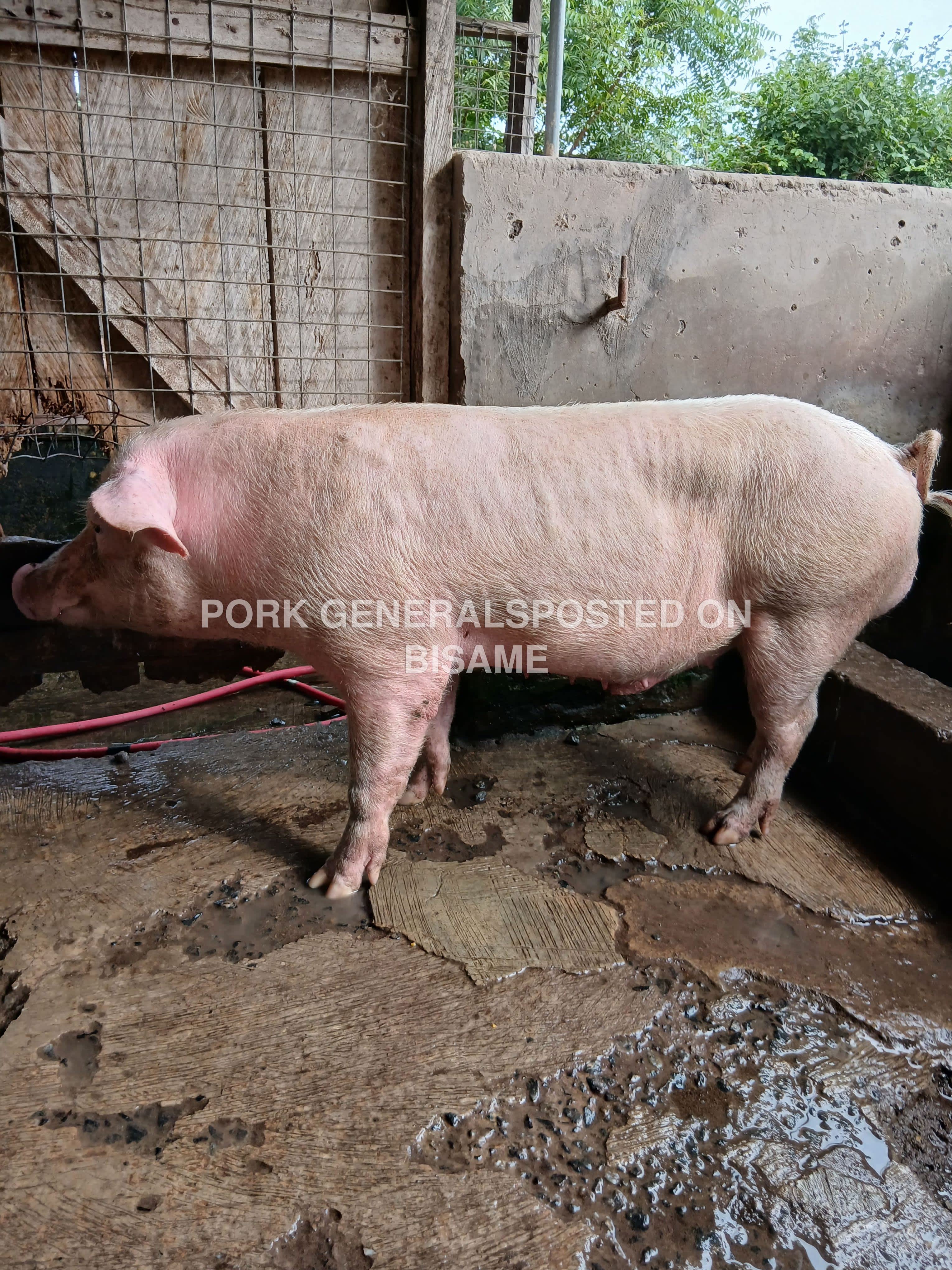 HEALTHY FRESH PIG FOR SALE