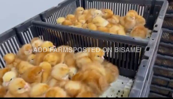 Quality and reliable vital healthy day old chicks