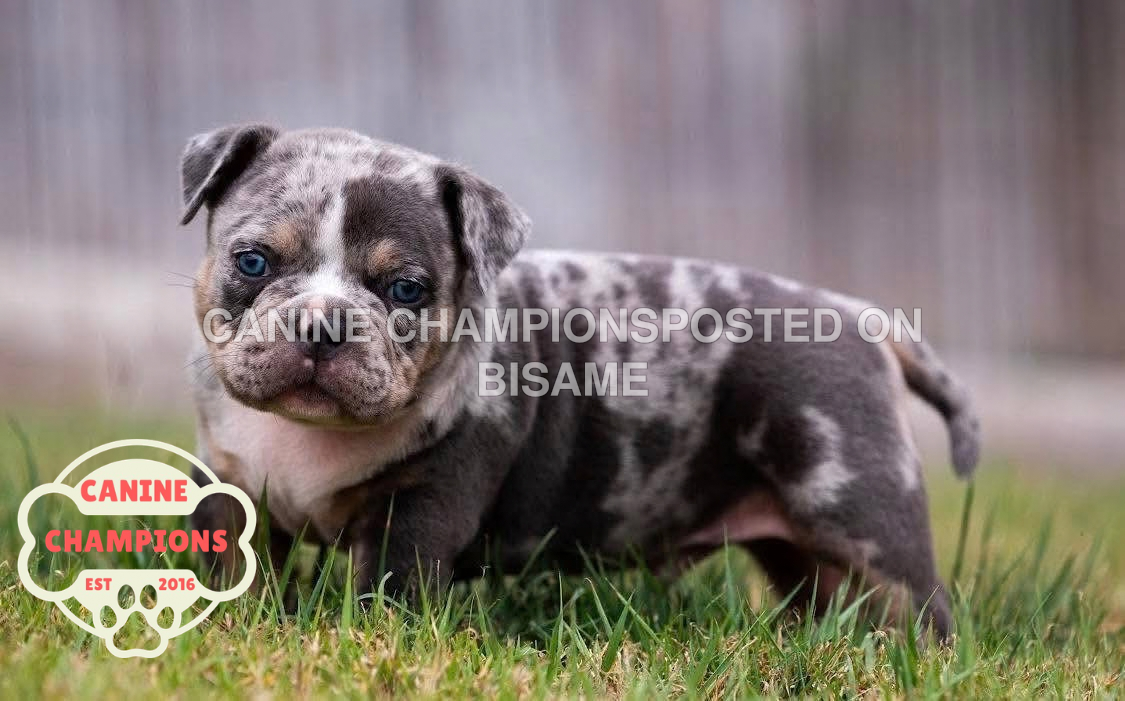 American Bully