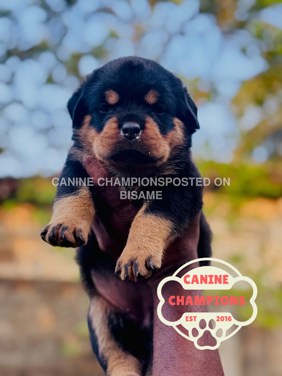 Purebred Rottweiler