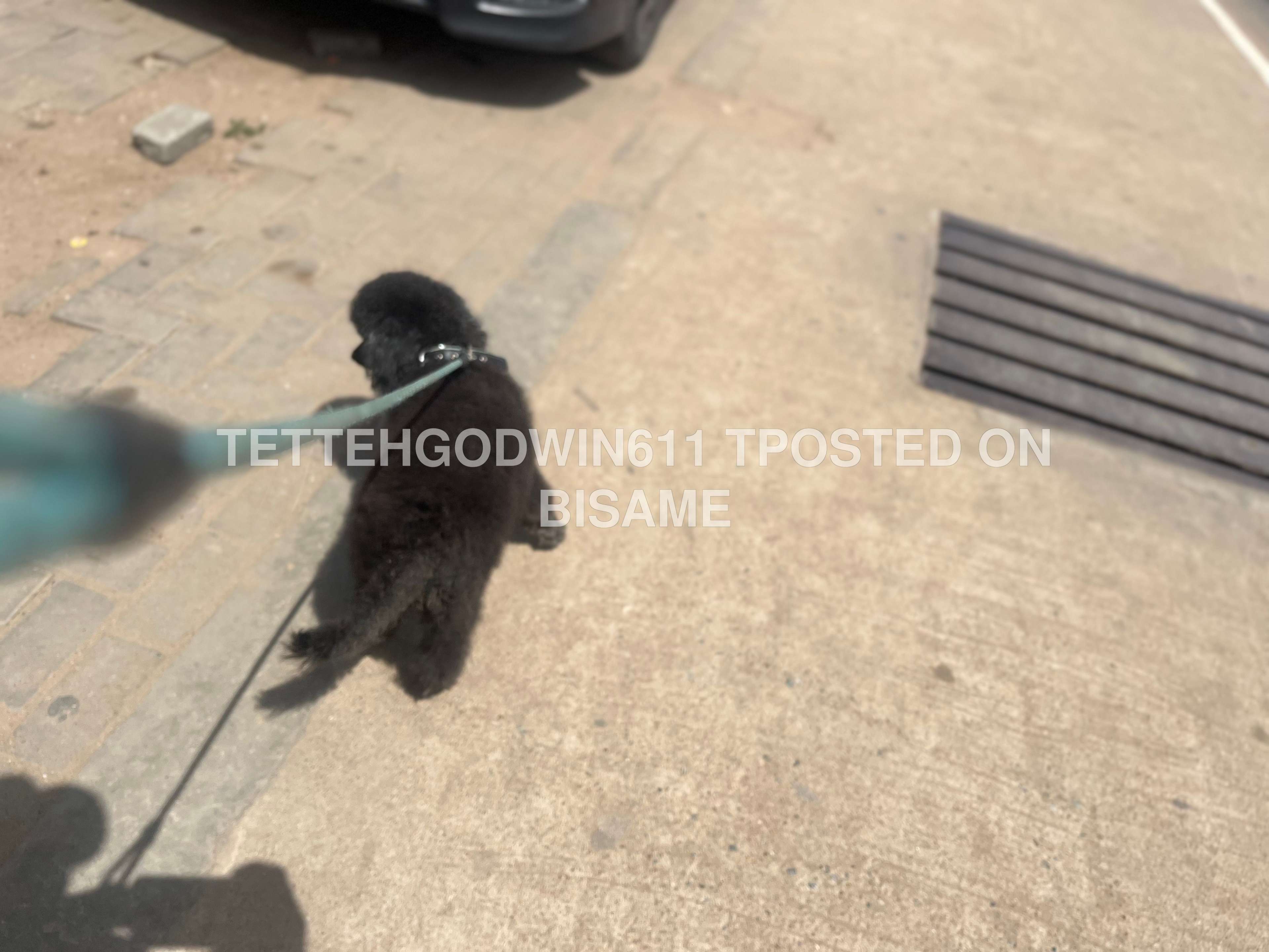 Dog