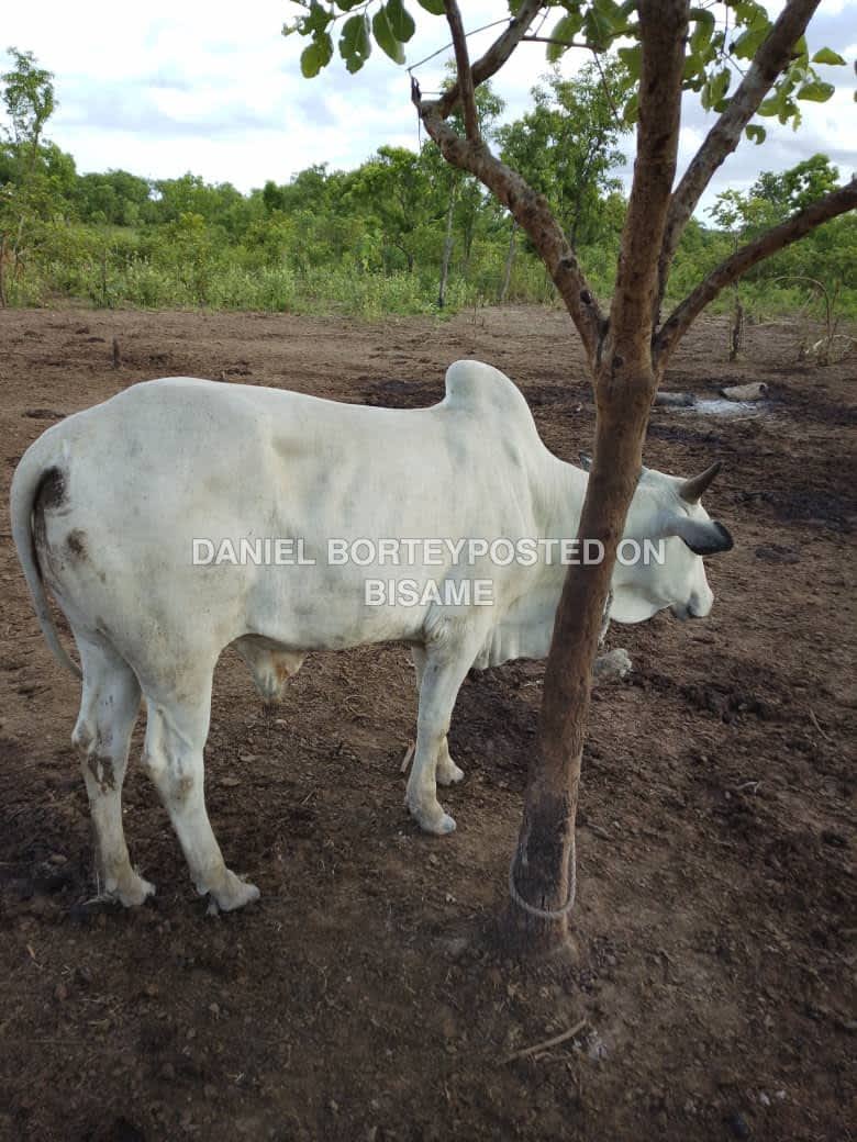 Cow