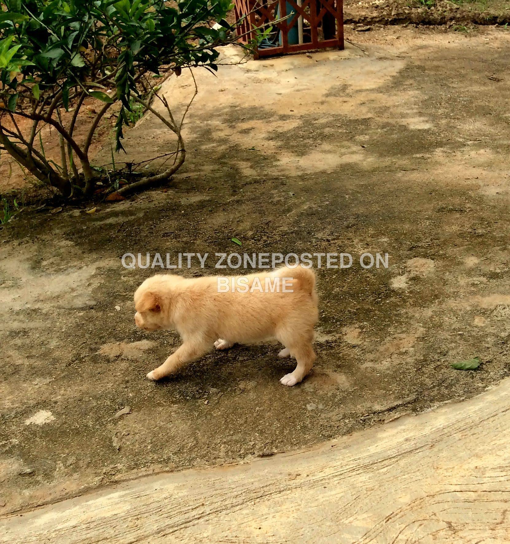 Male Puppies - Mixed Korean Jindo
