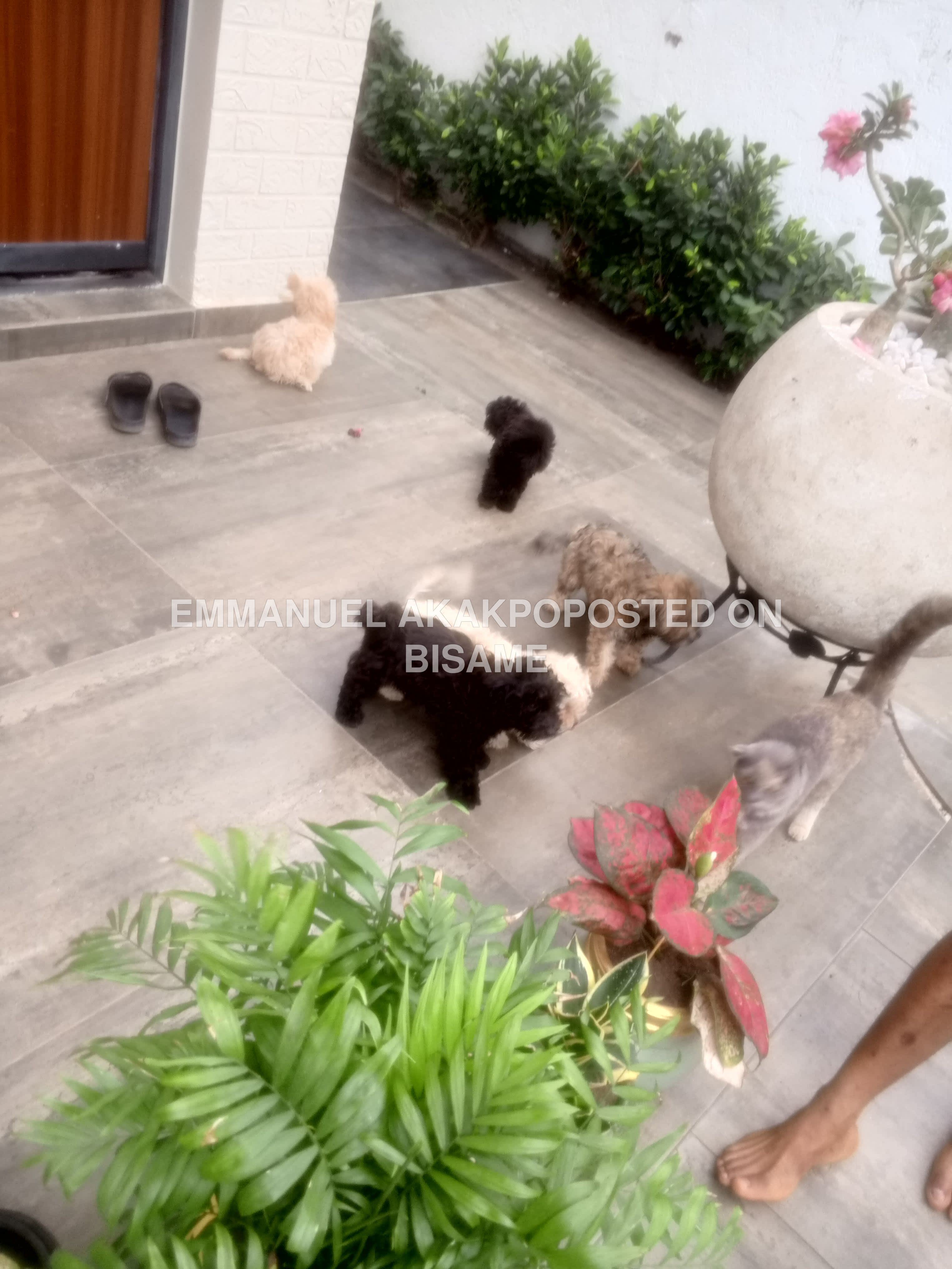 Poodle Puppies