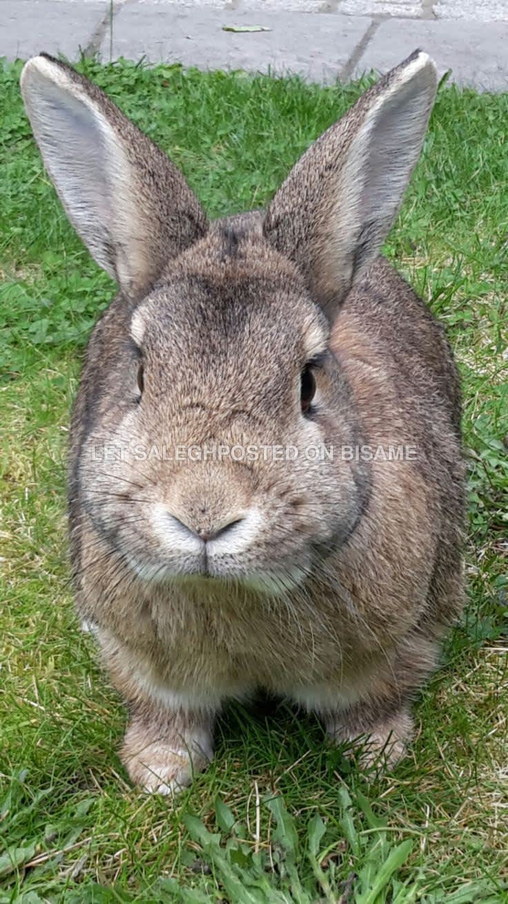 Rabbit Matured