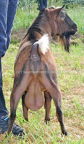 Goat matured male