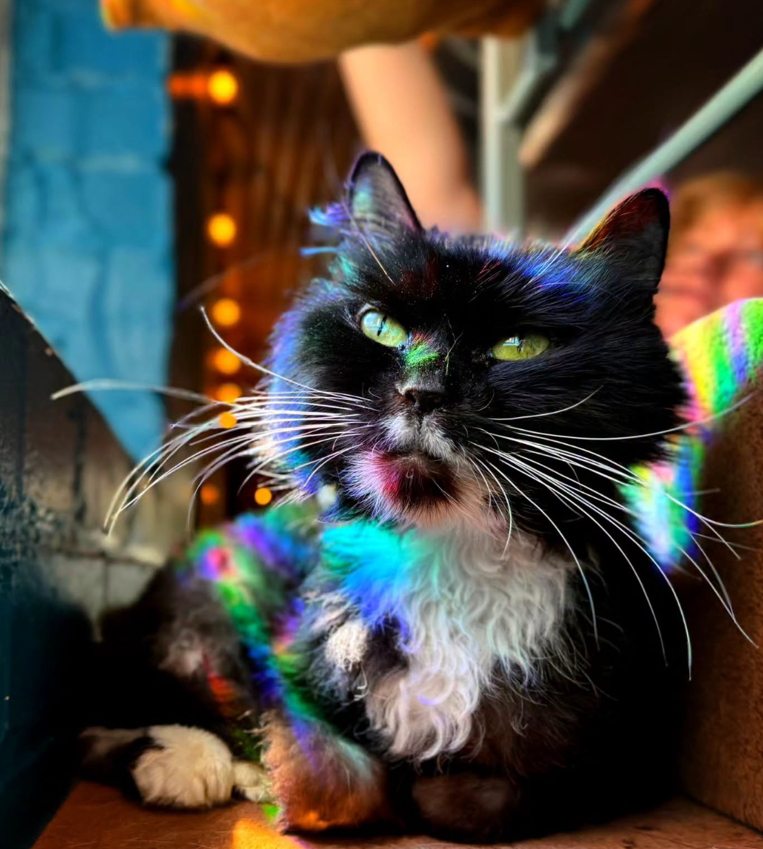 Mac Tabby Cat Café 