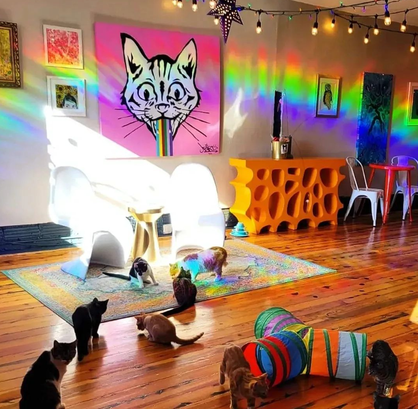 Mac Tabby Cat Café