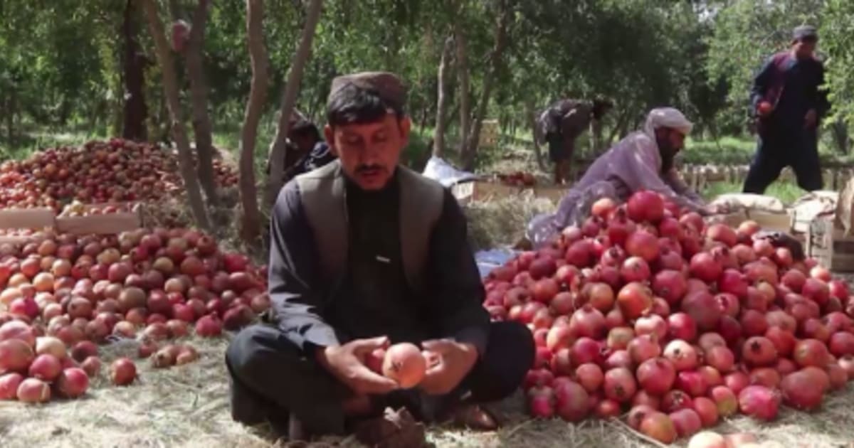 قندهار امسال ۲۷۴ هزار تُن انار برداشت میکند