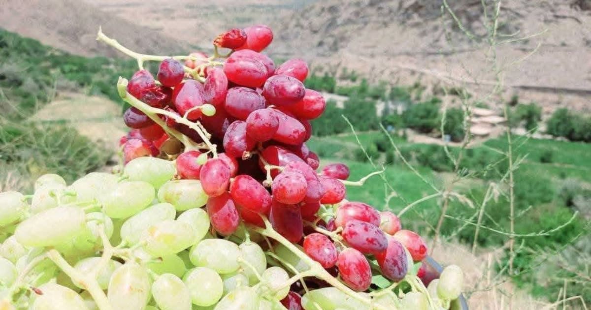 افزایش ۱۳ درصدی حاصلات انگور در پنج‌شیر