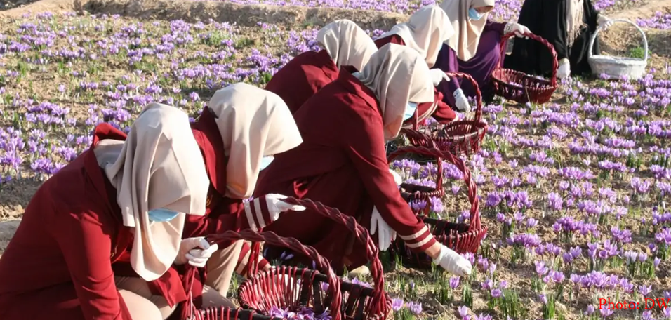 جایگاه ویژهای زعفران افغانستان در بازار عربستان
